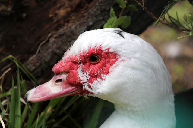 持续动因 持续动因